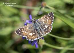 Image of Checkered-Skippers