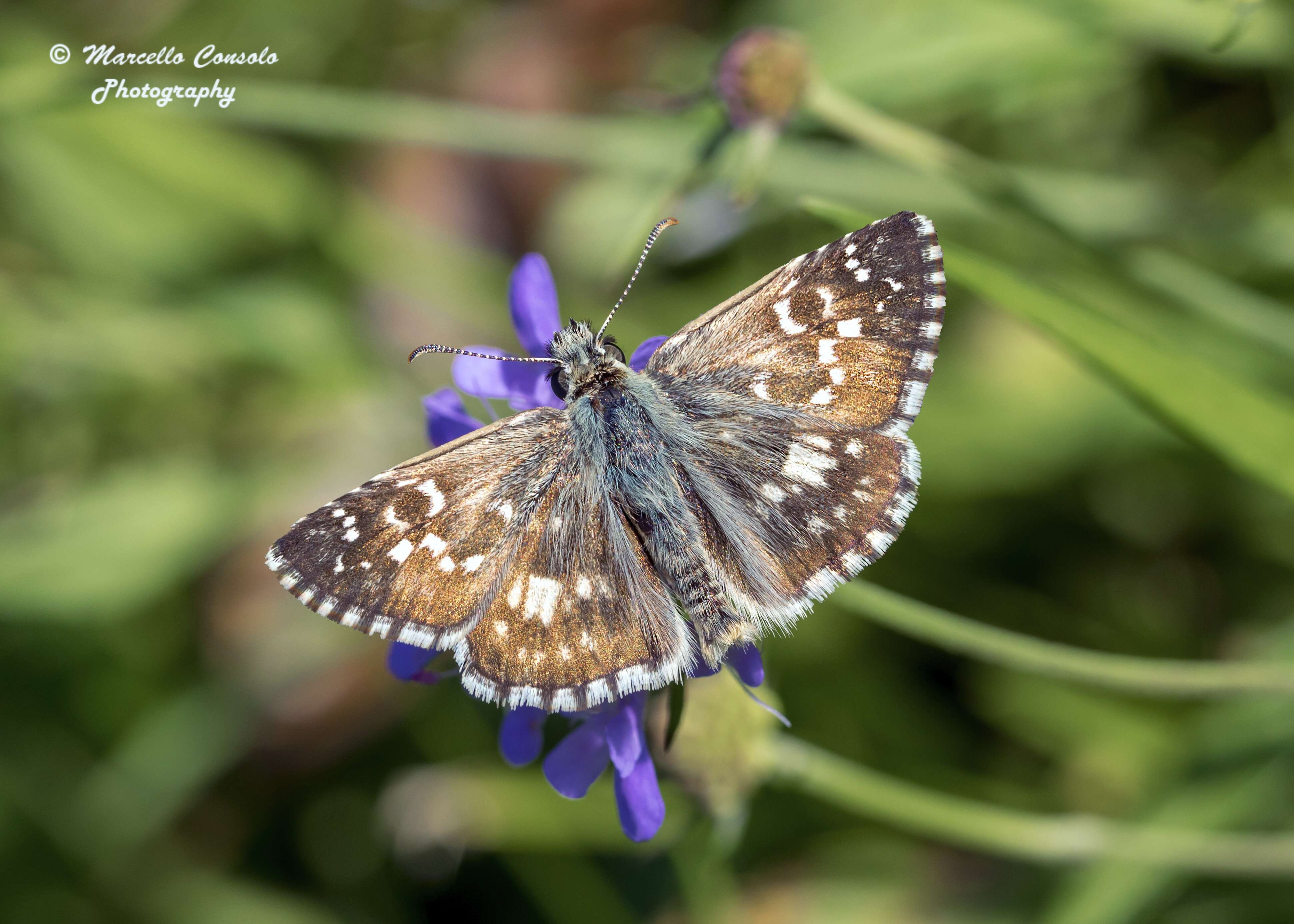 Image of skipper butterflies