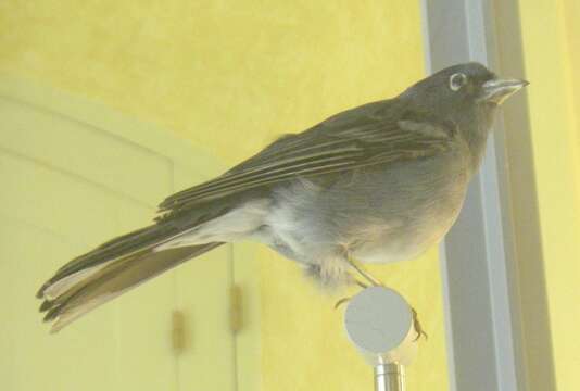 Image of Blue Chaffinch