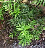 Image of brake fern