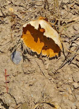 Image of scaley-stalked puffball