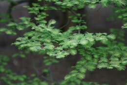 Image of dawn redwood