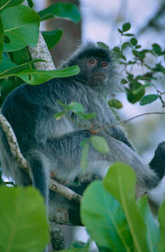 Image of Lutungs or leaf monkeys