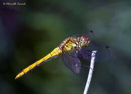 Image of Sympetrum Newman 1833