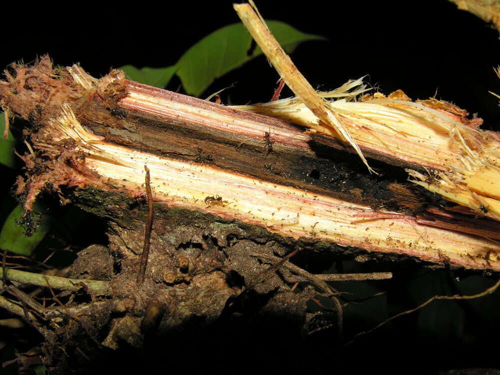 Imagem de Ficus paraensis (Miq) Miq.