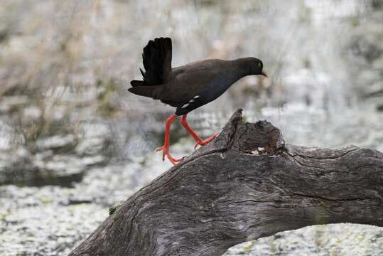 Image of Black-tailed Native-hen