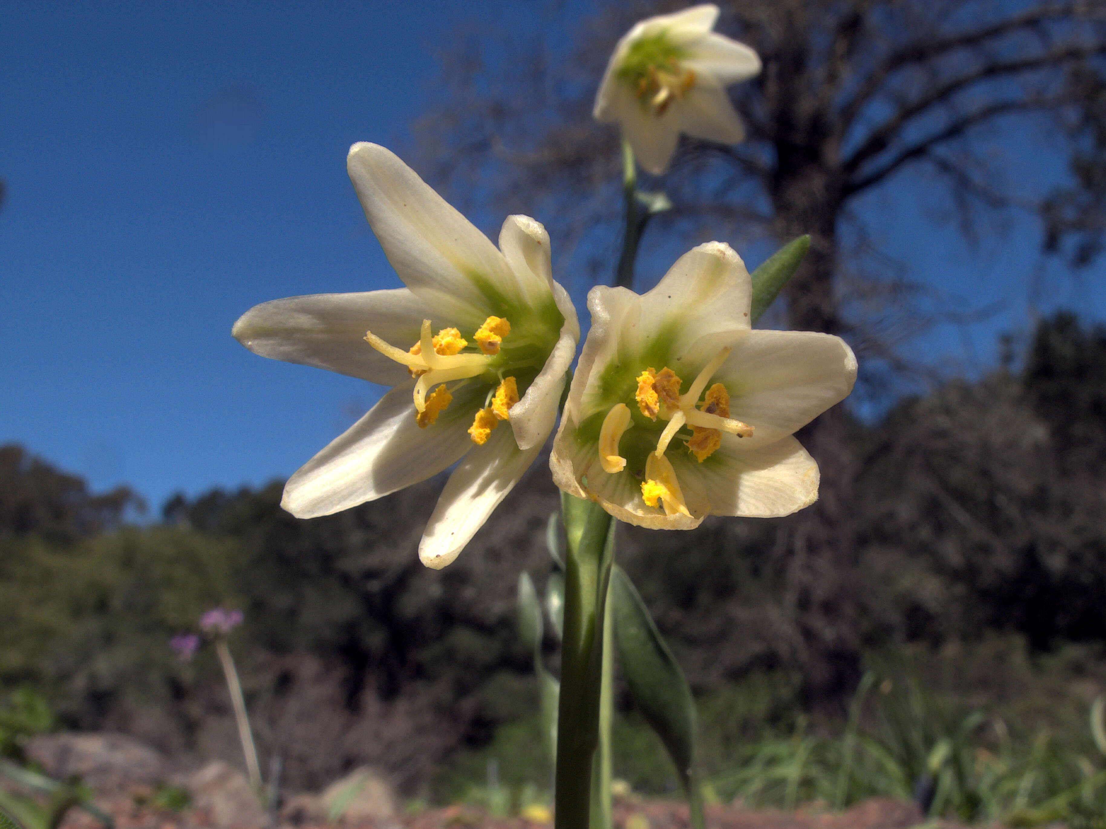 Image of fragrant fritillary