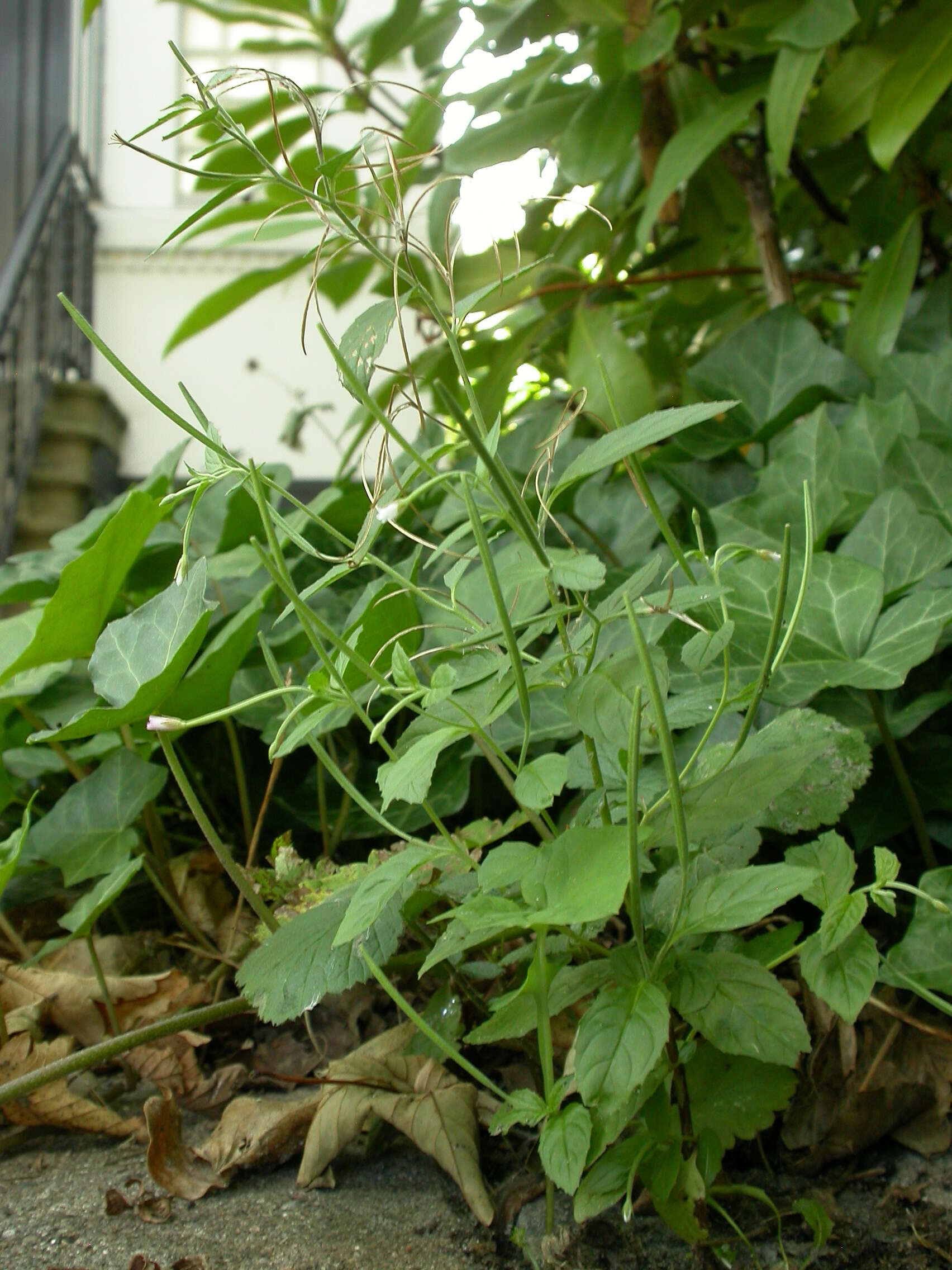 Image of pale willowherb