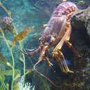 Image of Red Rock Lobster