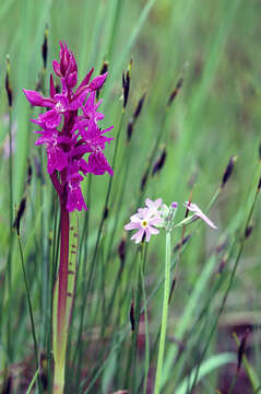 Image of Lapland Marsh Orchid