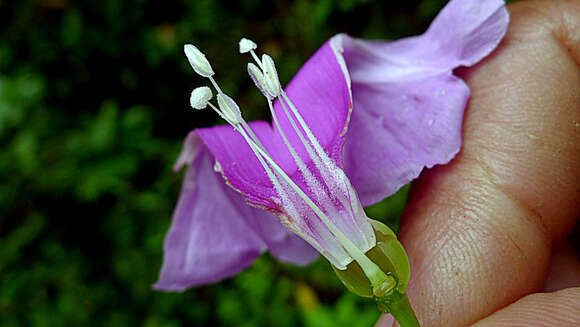 Plancia ëd Ipomoea batatoides Choisy