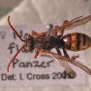 Image of Nomada flava Panzer 1798