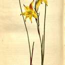 Sivun Gladiolus trichonemifolius Ker Gawl. kuva