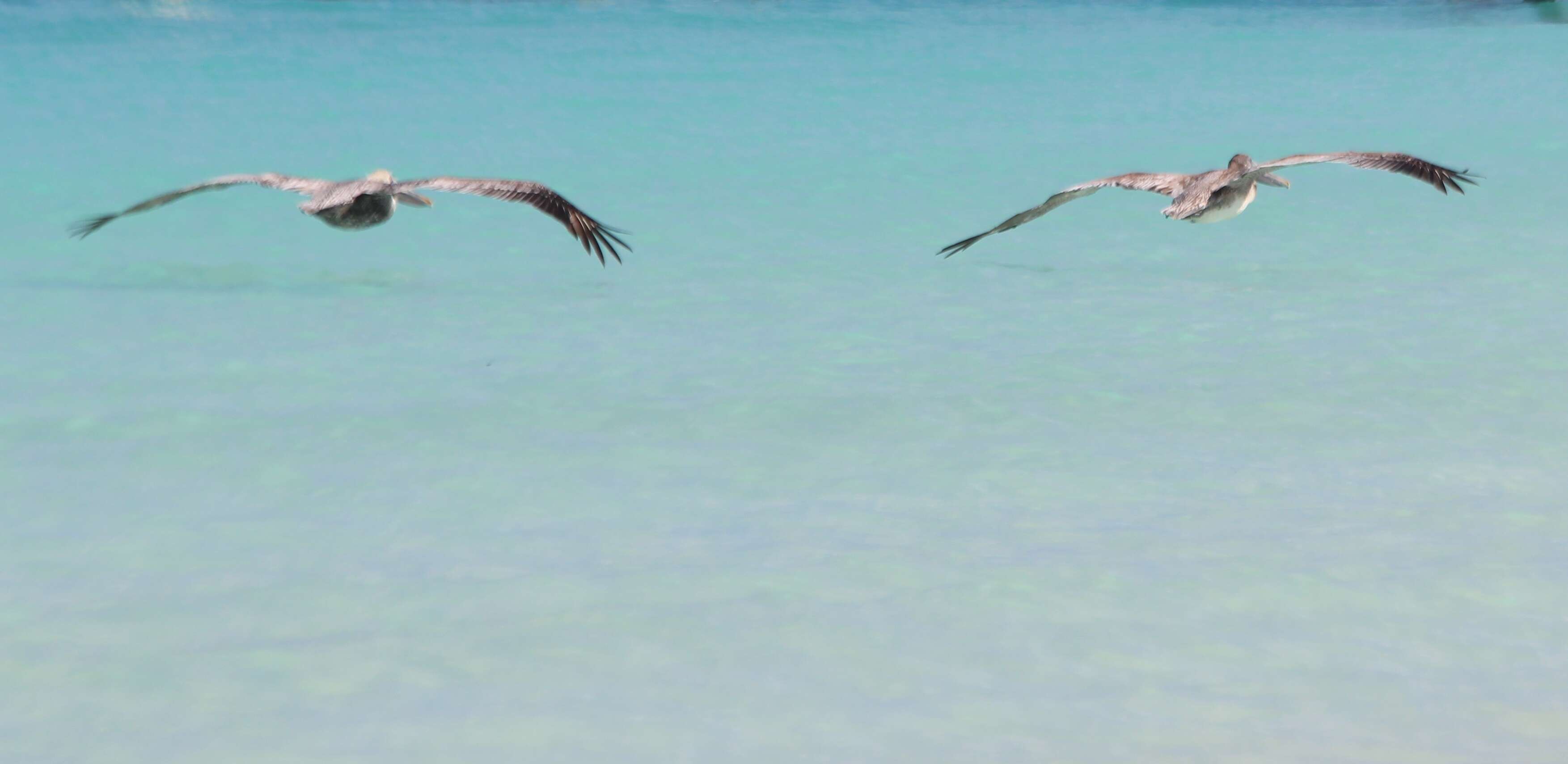 Image of pelicans