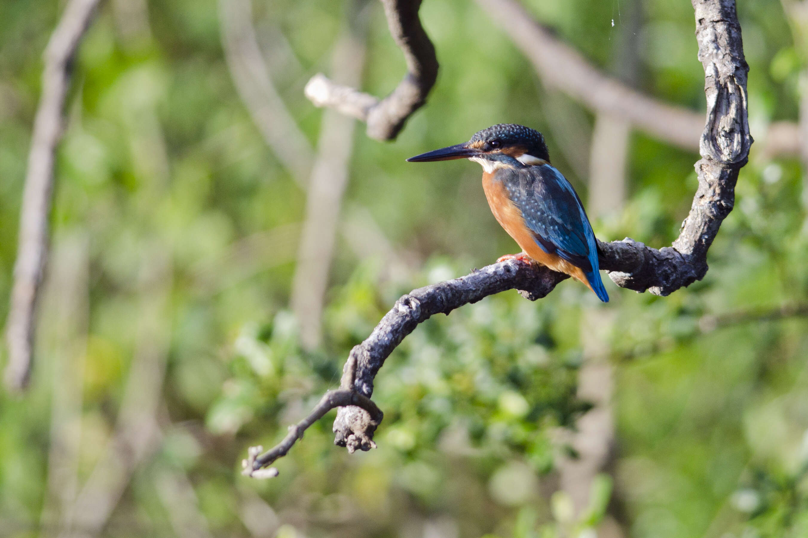 Image of Alcedo Linnaeus 1758