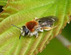 Image of Mining Bees