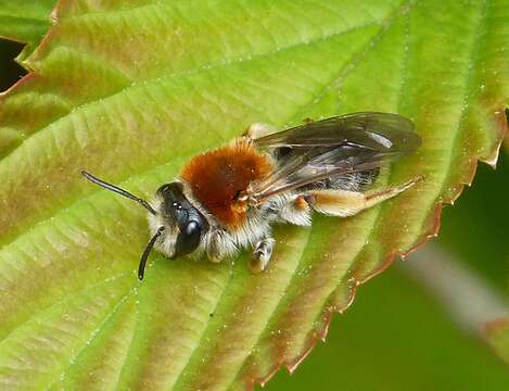 Andrena haemorrhoa (Fabricius 1781)的圖片