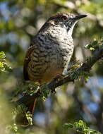 Image of Barred Wren-Warbler