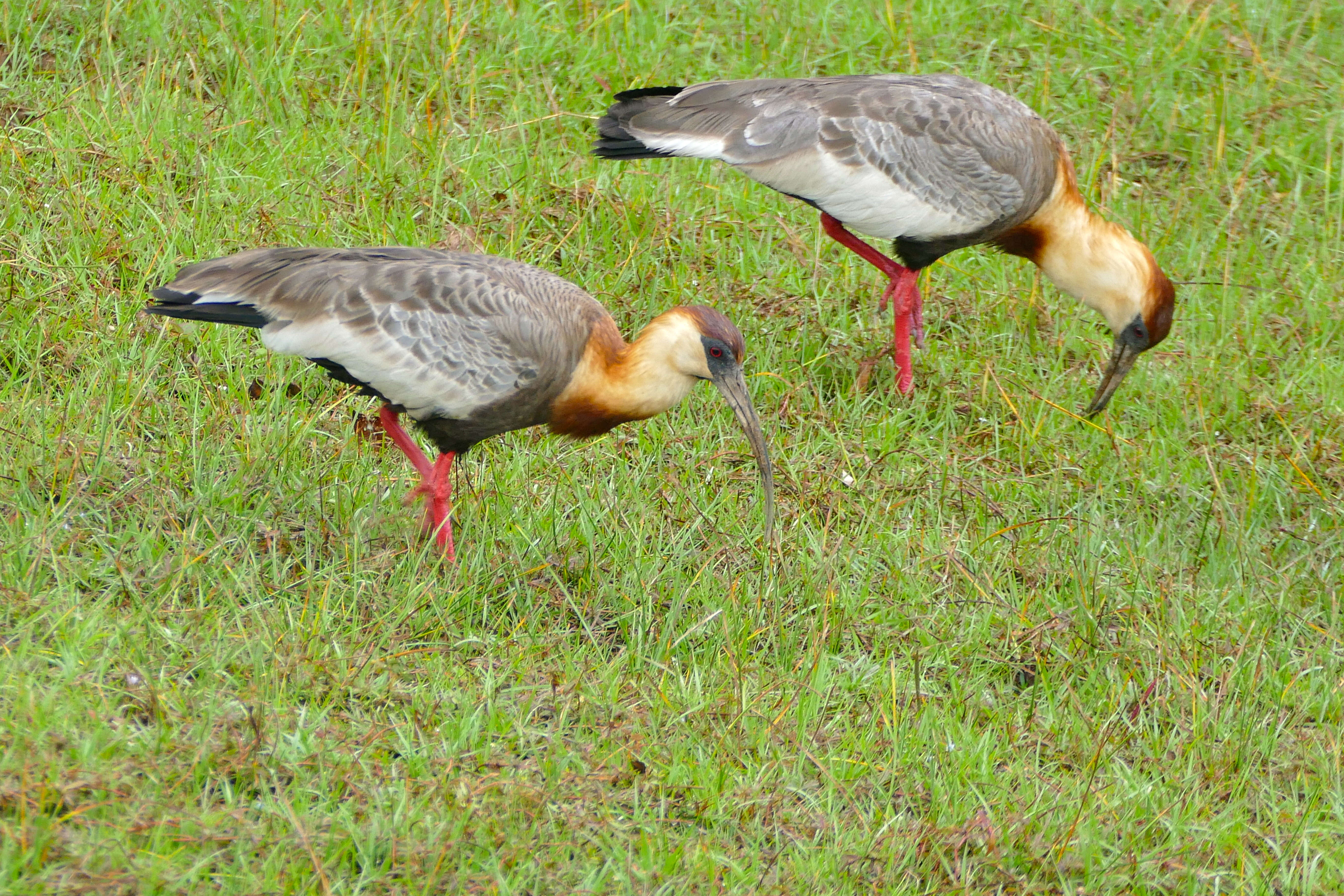 Image of Buff-necked Ibis