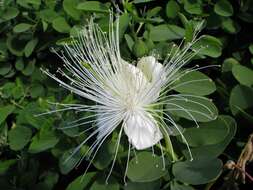 Image of Native Caper