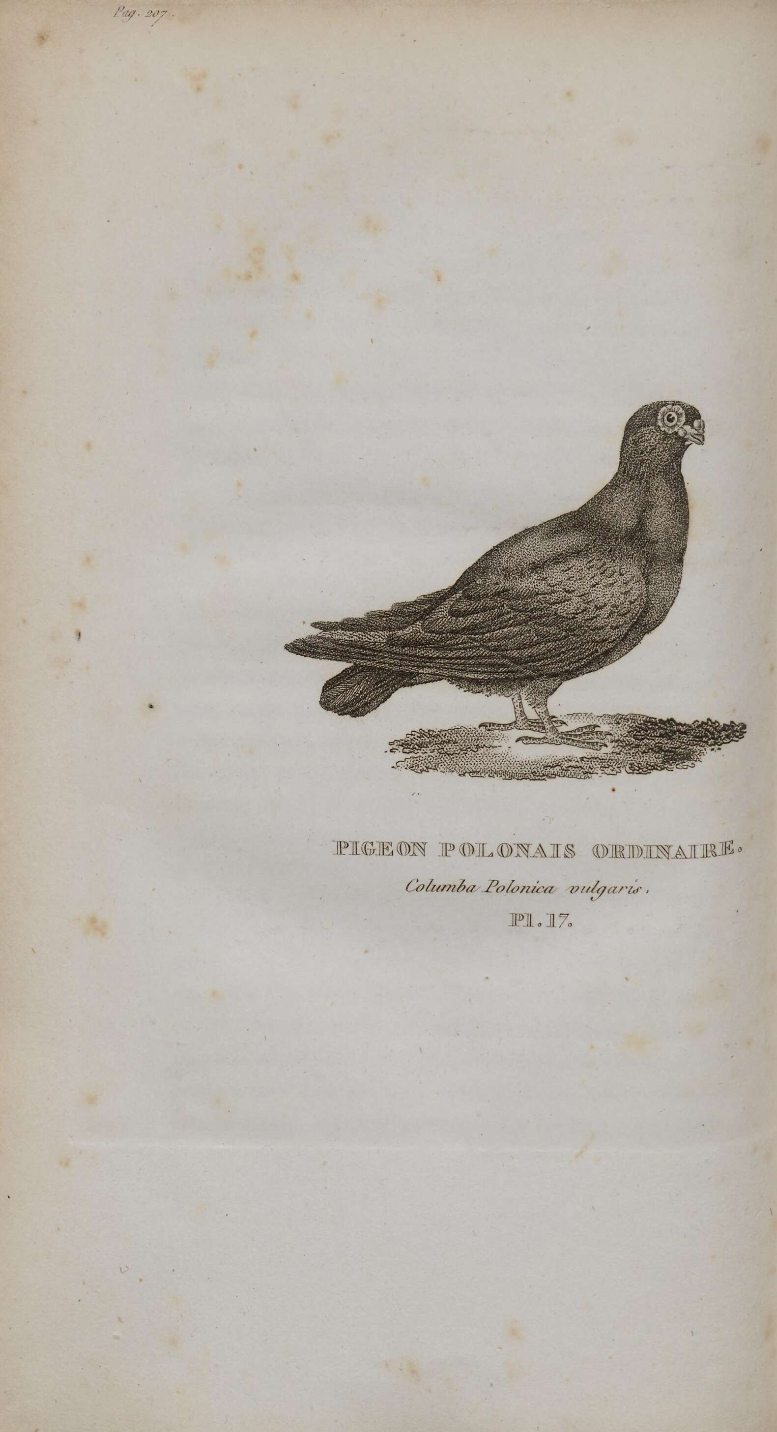 Image of Common Pigeon