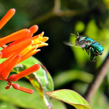 Image of Dilemma Orchid Bee