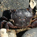 Image of Hemigrapsus nudus