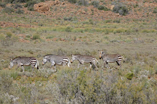 Image of zebra