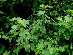 Image of Chinese senna