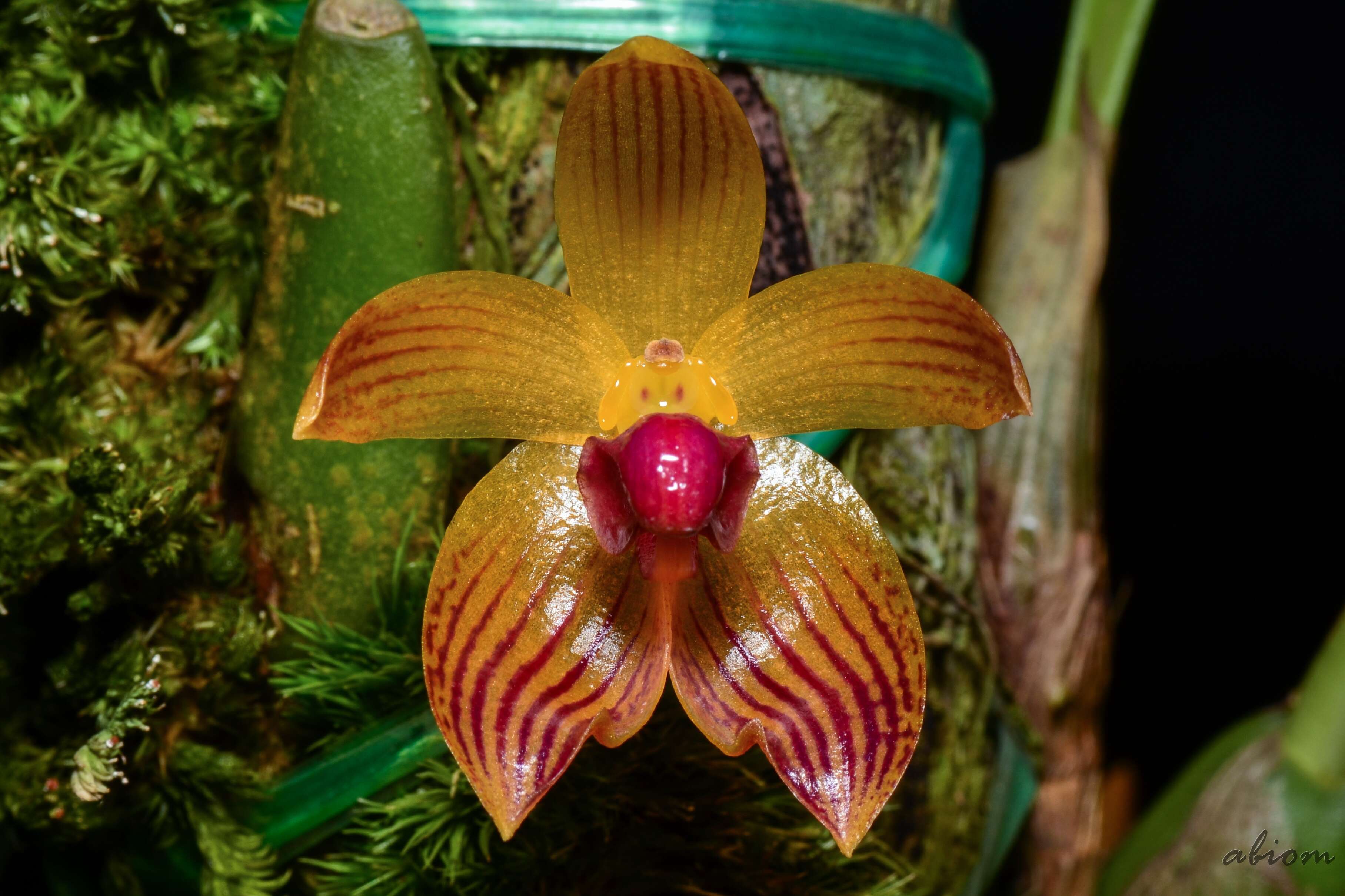 Imagem de Bulbophyllum pustulatum Ridl.