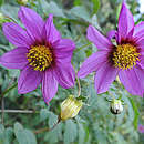 Image of Dahlia tenuicaulis P. D. Sorensen