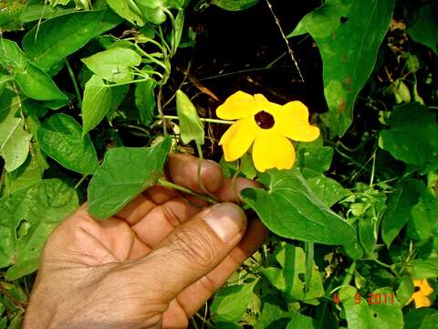 Image of blackeyed Susan vine