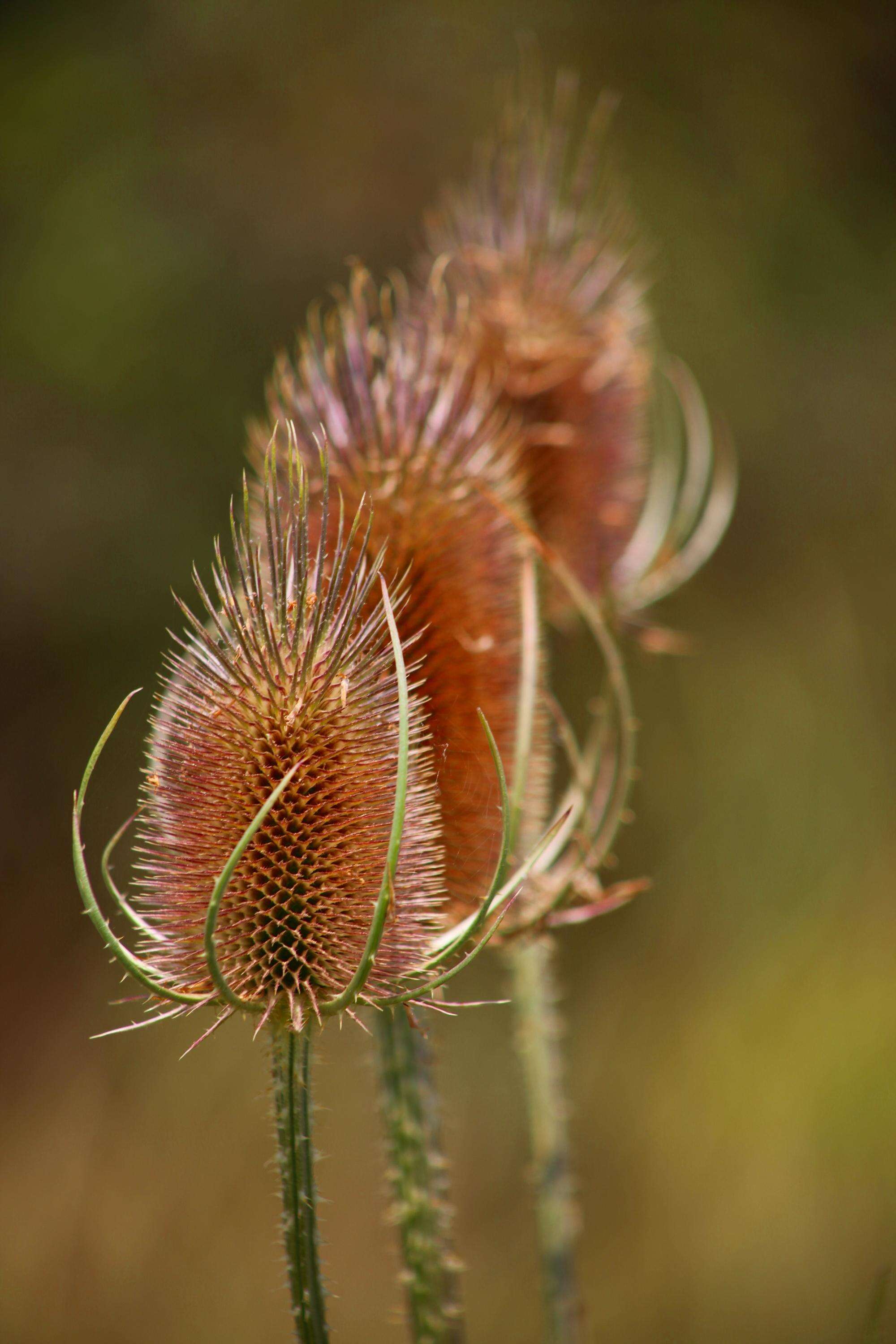 Image of Dipsacaceae