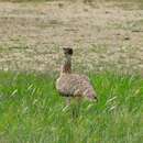 Image of Ludwig's Bustard