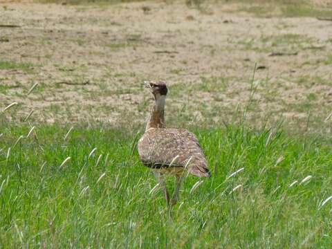 Image of Ludwig's Bustard