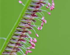 Image of Pinewoods Finger Grass