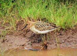 Image of Calidris Merrem 1804