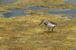 Image of Calidris Merrem 1804