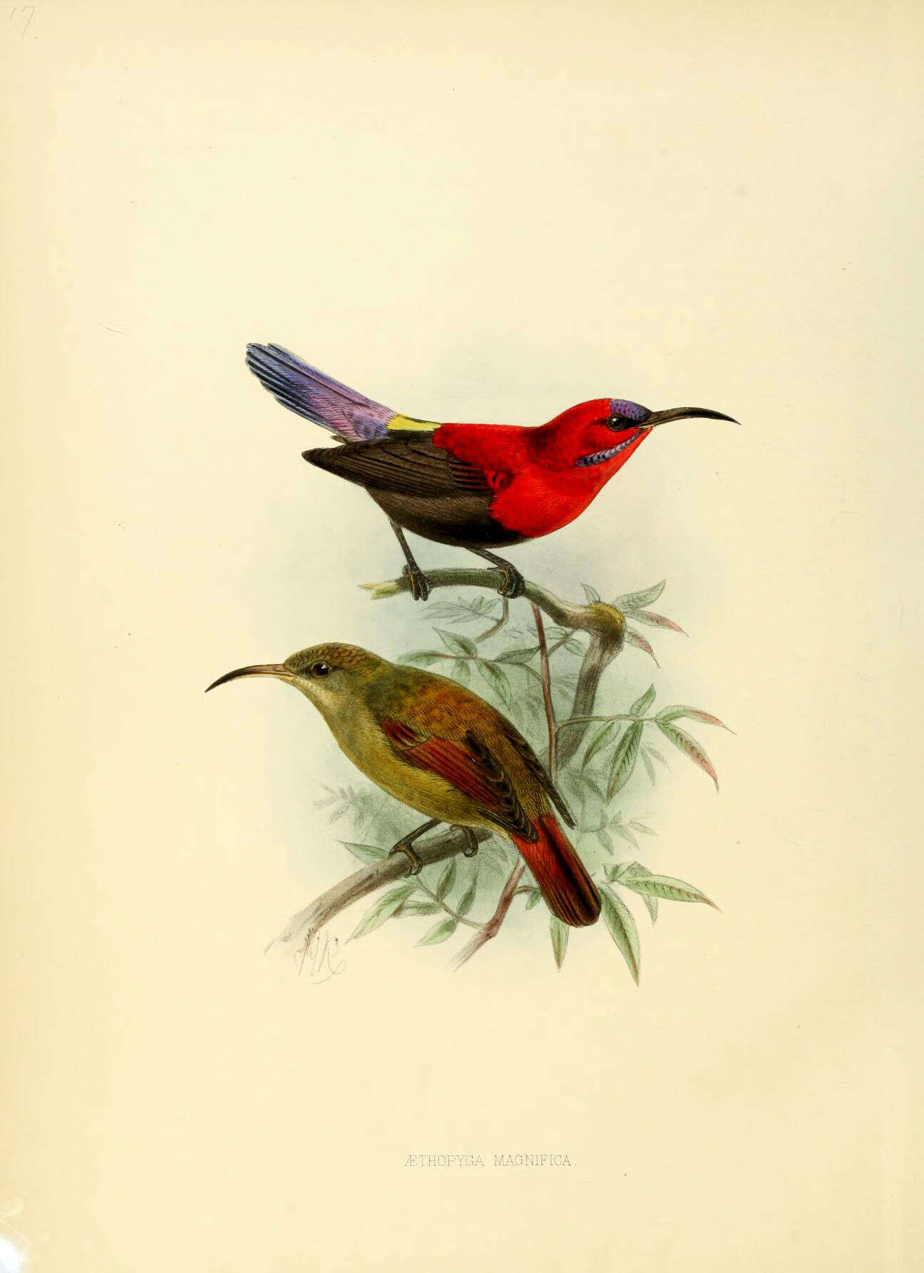 Image of Aethopyga Cabanis 1851