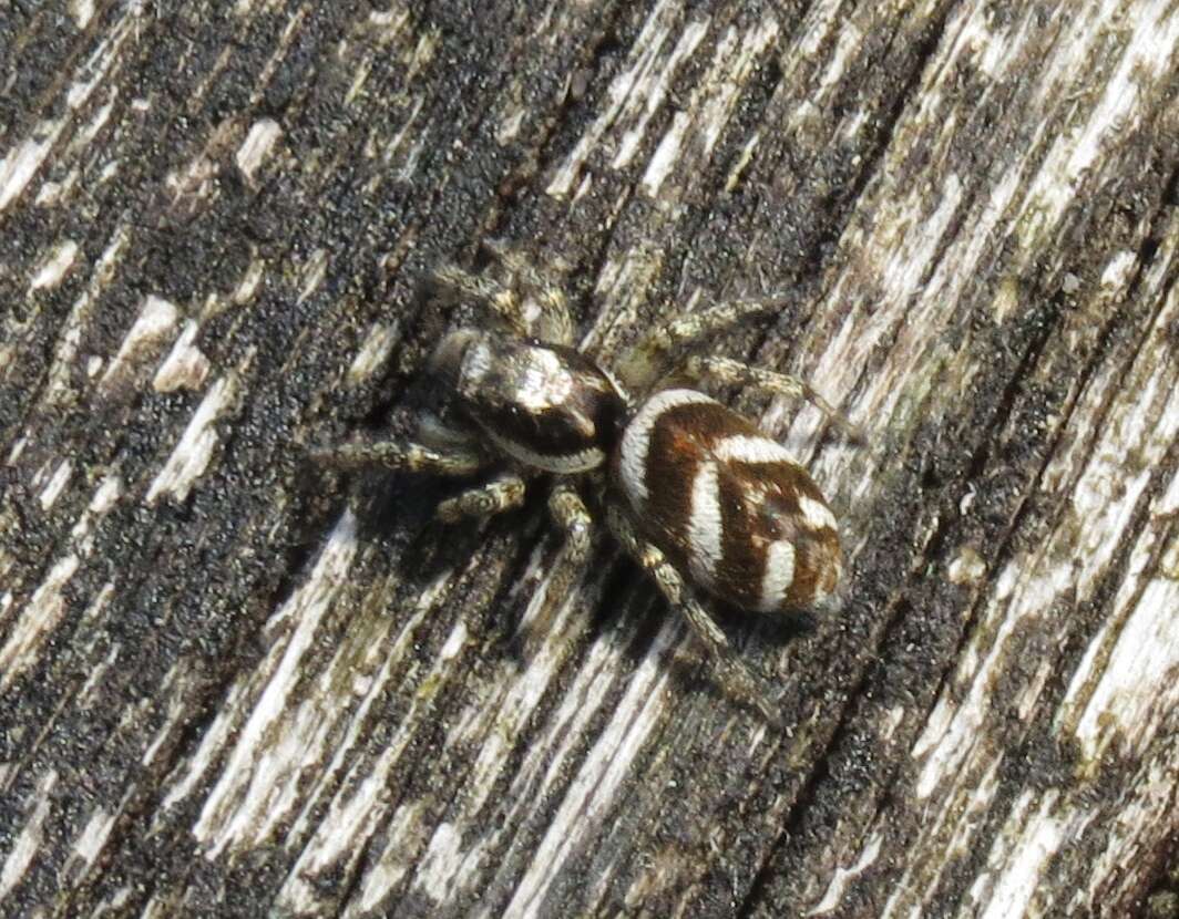 Image of jumping spiders