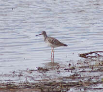 Image of Greater Yellowlegs