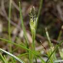 Image of Carex austrotenella K. L. Wilson