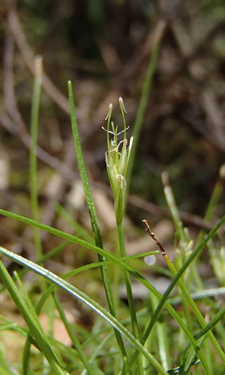 Image of Carex austrotenella K. L. Wilson