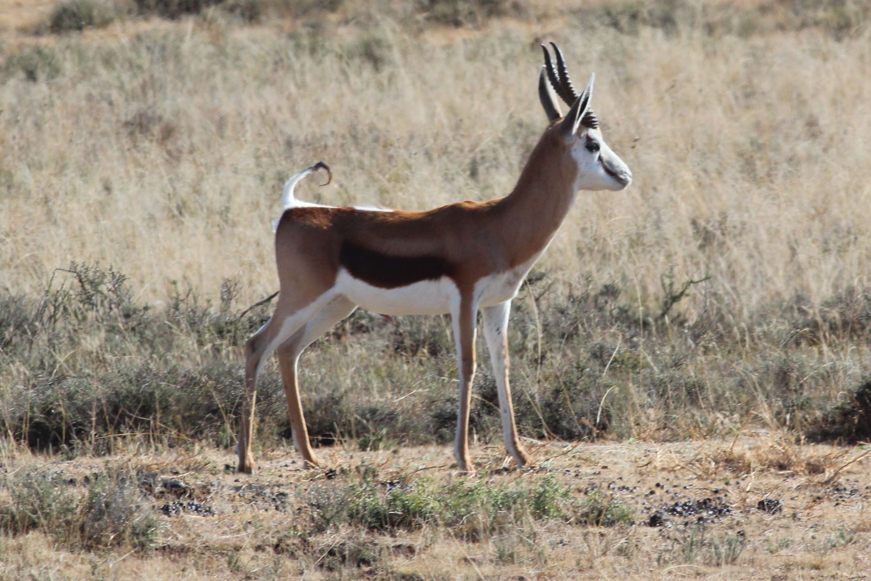 Image of Springbok