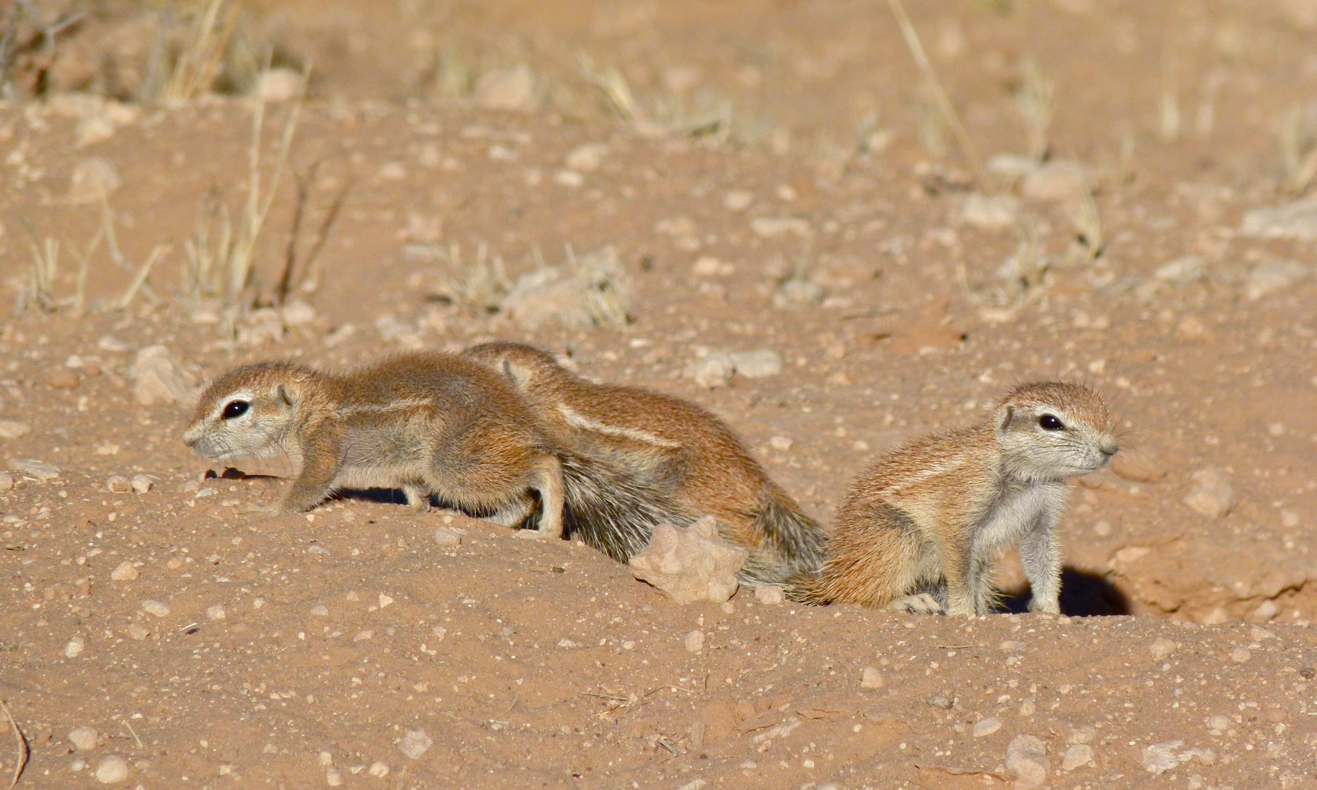 Image de Xerus subgen. Geosciurus Smith 1834