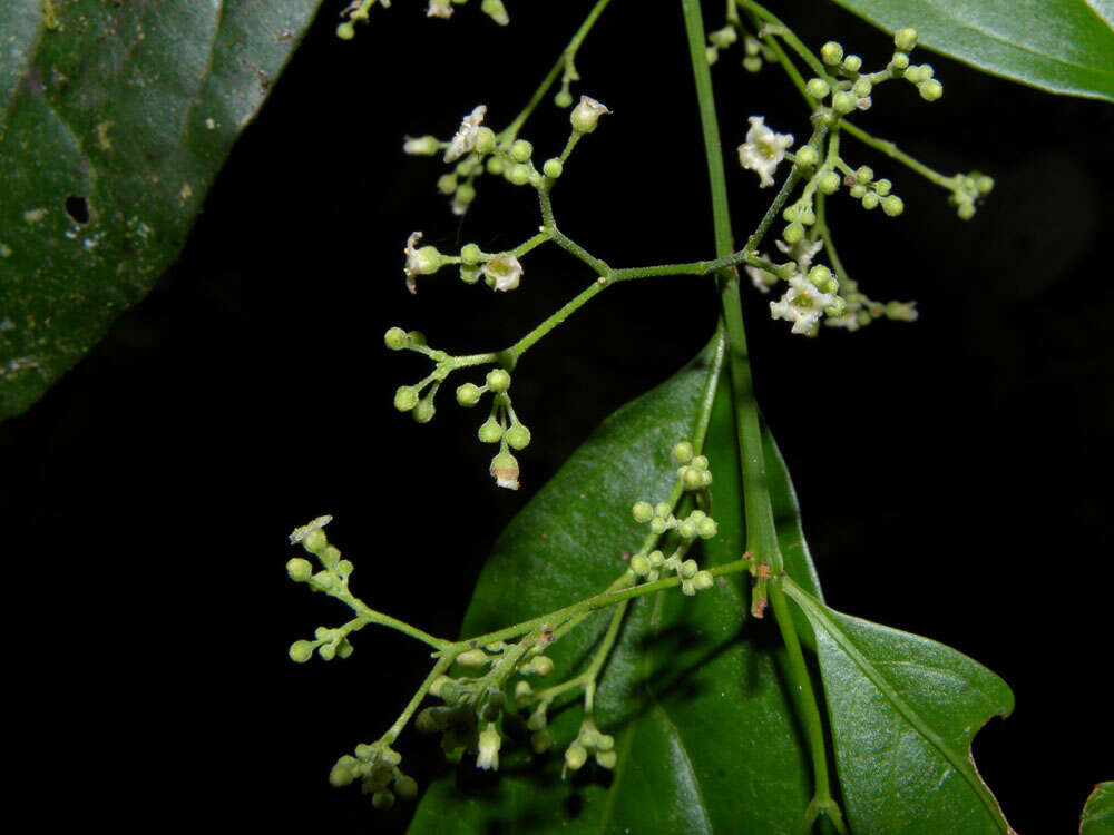 Plancia ëd Crossopetalum parviflorum (Hemsl.) Lundell