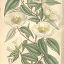 Image of Philadelphus mexicanus Schltdl.