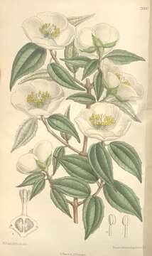 Image of Philadelphus mexicanus Schltdl.