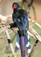 Image of woodhoopoes