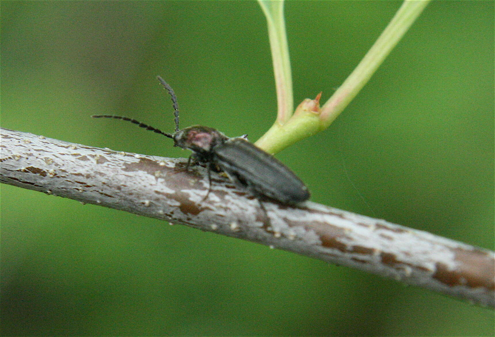 Image of Insecta